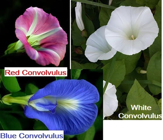 Convolvulus An arrangement of three flower types of Convolvulus labelled with red convolvulus, blue convolvulus, and white convolvulus.
