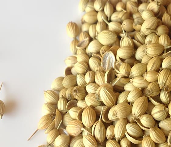 Coriander Seeds A collection of coriander seeds scattered on a white background.