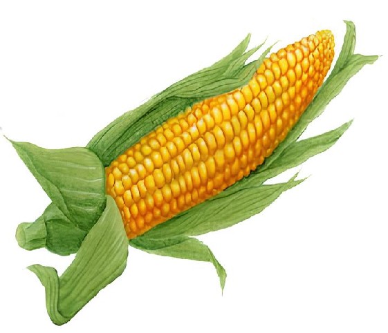 Watercolor illustration of corn on the cob, showcasing vibrant yellow kernels and green husks against a soft background.