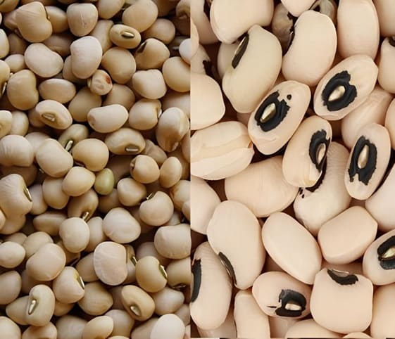 Cow-peas Cow Peas in category of grains and pulses