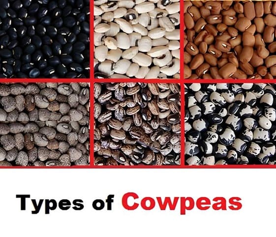Cowpeas Types Cowpeas Types in category of grains and pulses