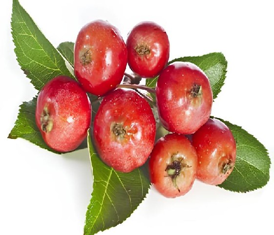 A cluster of vibrant crab-apples with green leaves.