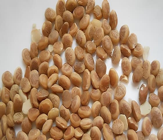 Cudpahnut A close-up view of a pile of cudpahnut seeds arranged on a clean white surface.