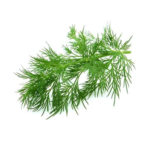 Fennel Leaves Fresh fennel leaves with feathery green leaves displayed against a clean white background.