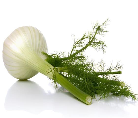 Fennel Plant Fresh fennel plant displayed against a white background.