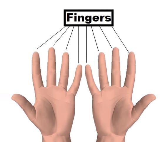 Finger A detailed view of fingertips and fingers.