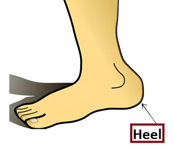 Heel Illustration of a foot labelled with the word heel.