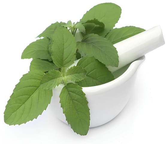 Holy Basil Leaves A mortar and pestle containing fresh Holy Basil leaves.