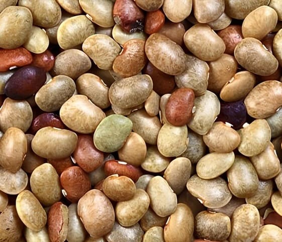 Hourse Bean Hourse Bean in category of grains and pulses