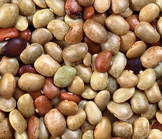 Horse Bean A close-up view of horse bean.