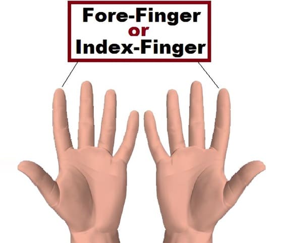 Index Finger or Fore Finger A close-up of a forefinger, also known as the index finger.