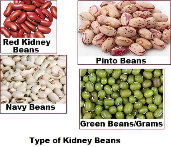 Kidney Bean Kidney Bean in category of grains and pulses