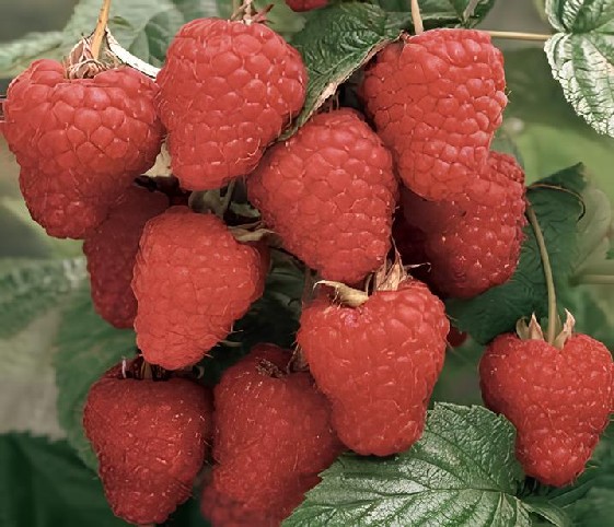 A cluster of ripe loganberries growing on a green plant.