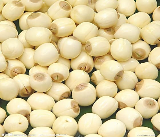Lotus Seeds A detailed view of lotus seeds.