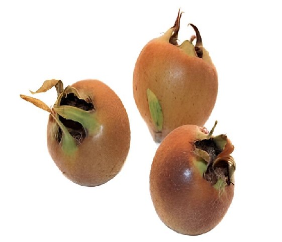 Three ripe medlars displayed on a clean white background.