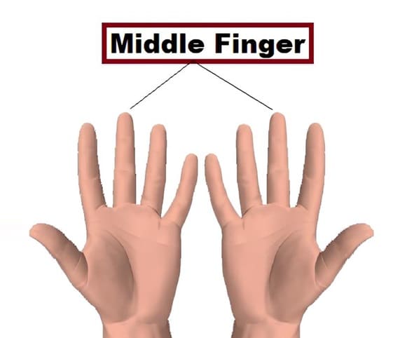 Middle Finger Anatomical diagram showcasing the position of the middle finger.