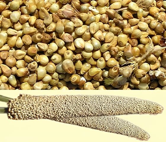 Millet Millet in category of grains and pulses