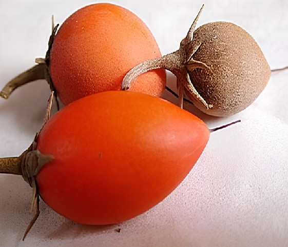Three mimusops in orange and red colors placed on a white background.