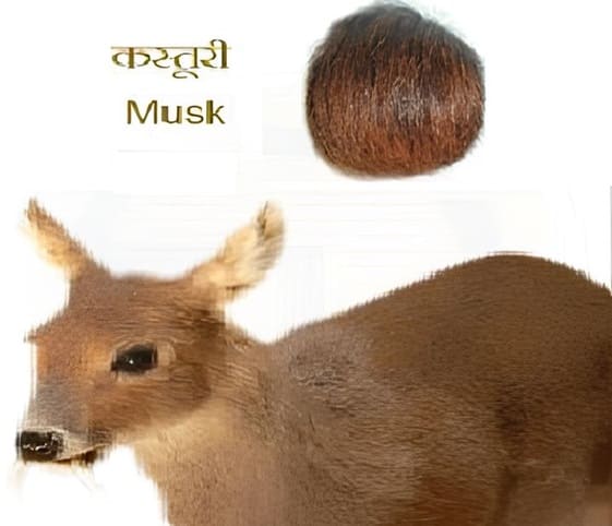 Musk A deer with a brown head and fur, showcasing its musk, stands gracefully in a natural setting.