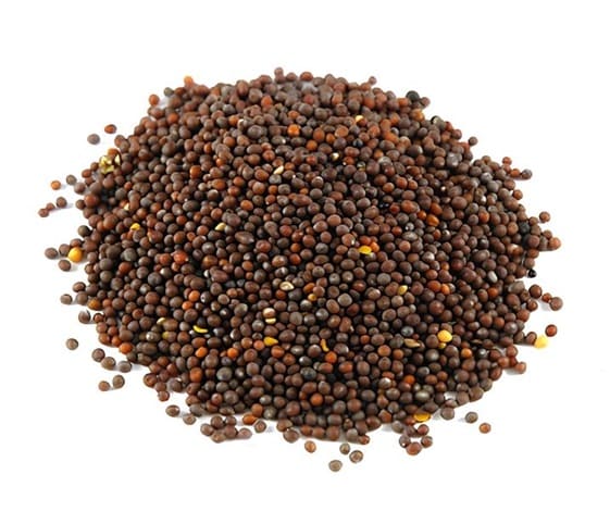 Mustard Seeds A close-up view of a pile of mustard seeds arranged neatly on a clean white background.