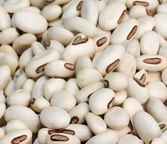 Navy Beans Navy Beans in category of grains and pulses