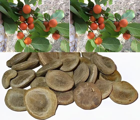 Nux vomica A diverse assortment of seeds and fruits on a Nux vomica tree.