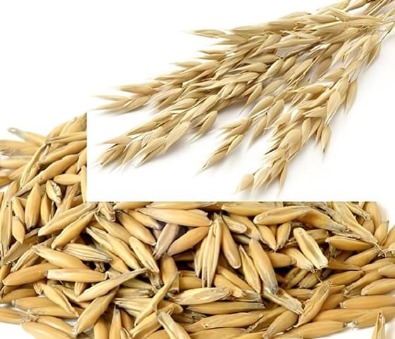 Oats Oats in category of grains and pulses