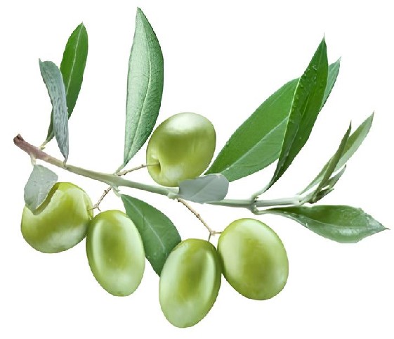 A close-up of olives on a branch, surrounded by vibrant green leaves