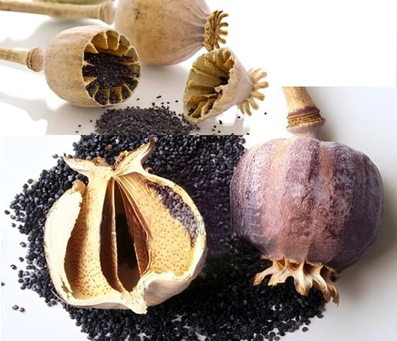 Opium A close-up of Opium or poppy seeds alongside their capsules.