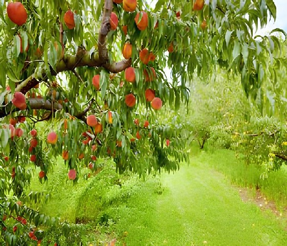 A close-up view of ripe peaches hanging from a lush green tree in an orchard.