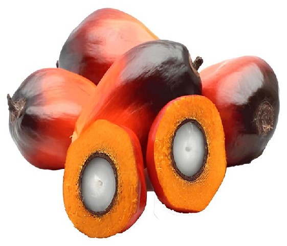 A cluster of palm tree fruits.