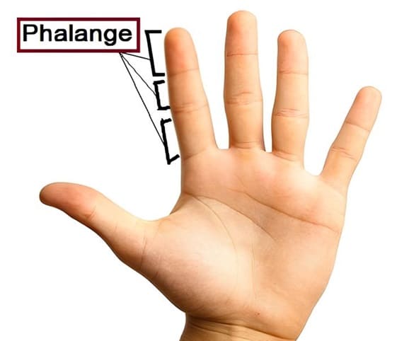 Phalange A hand indicating phalange in fingers.