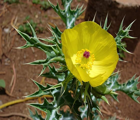 Prickly Poppy A vibrant yellow Prickly Poppy flower with green leaves and a striking red centre.