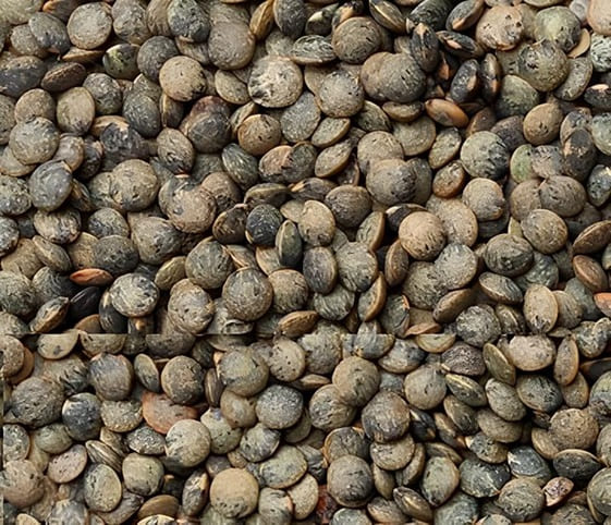 Puy Lentil Puy Lentil in category of grains and pulses