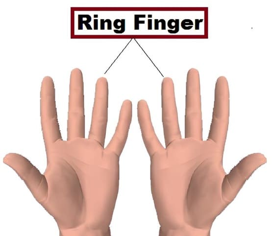 Ring Finger Two hands indicate the position of the ring fingers.