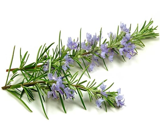 Rosemary Fresh rosemary twigs artistically arranged on a white surface.