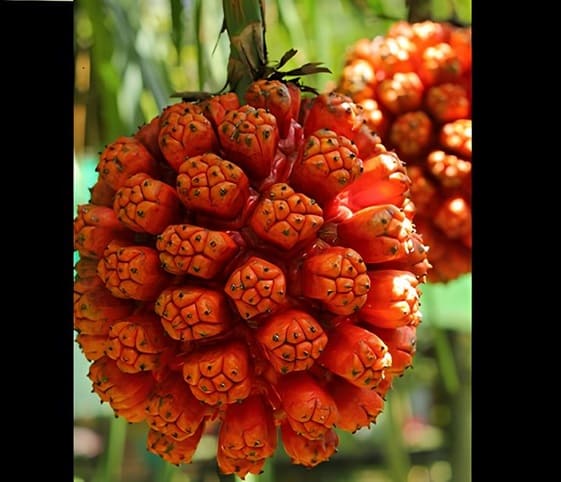 Screw Pine Screw Pine fruits hanging from its tree branches.
