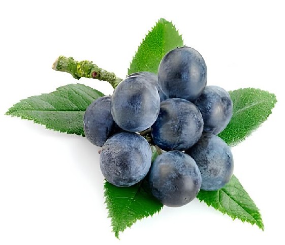 A cluster of sloes accompanied by green leaves.
