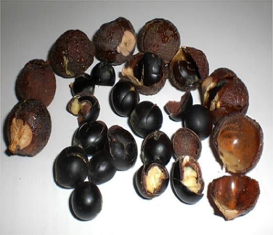 Soapnut An assortment of soapnuts, displayed on a white background.
