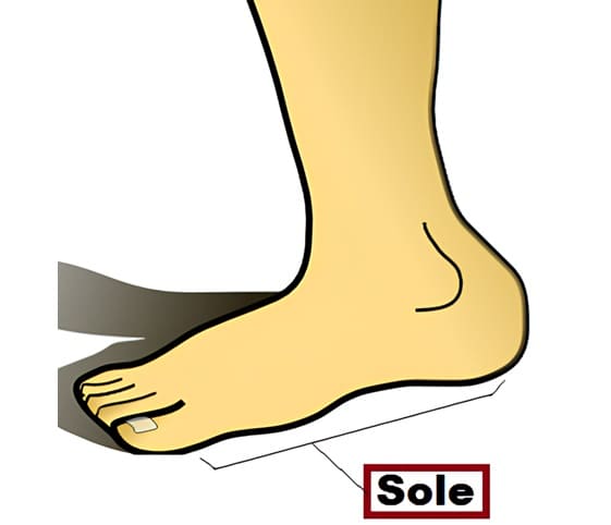 Sole Illustration of a foot labelled with the word sole.