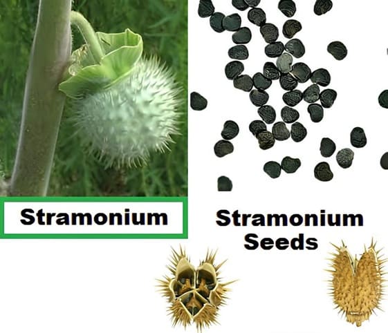 Datura Stramonium A collection of Datura stramonium seeds with mature and immature seed capsules.