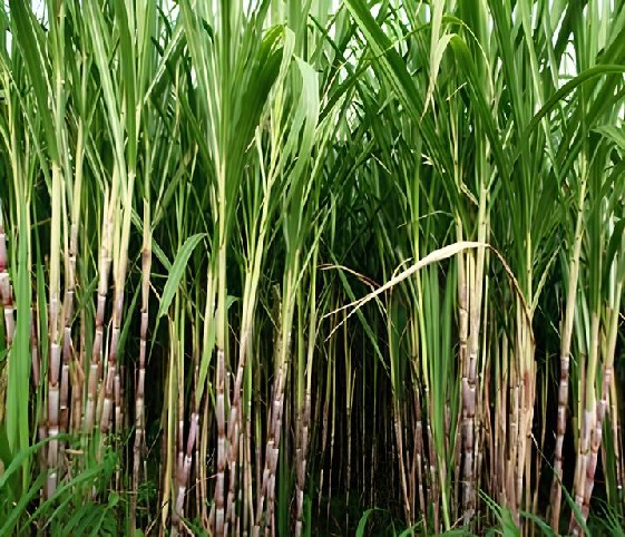 A lush field of sugar cane swaying gently