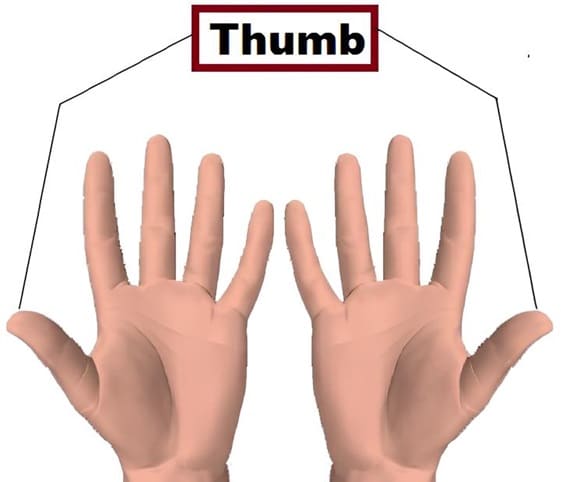 Thumb An illustration highlighting the thumbs in hands.