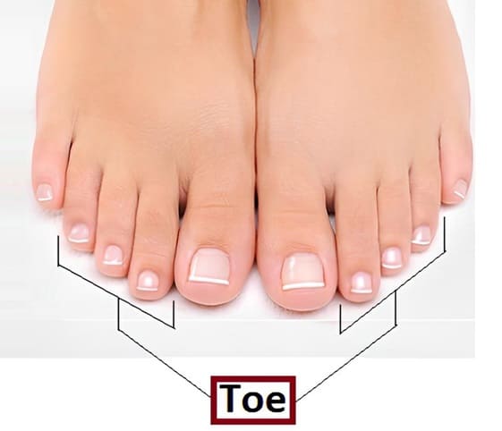Toe A close-up of a woman's feet showing with the word toe.