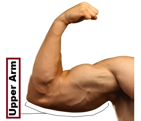 Upperarm An illustration of an upper arm labelled clearly with the text upper arm.