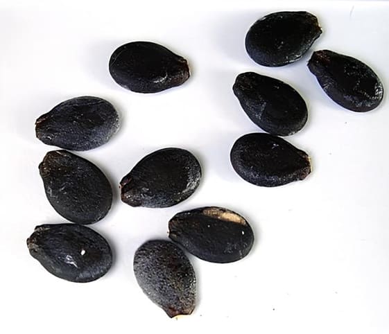 Watermelon Seeds A cluster of black watermelon seeds arranged on a clean white surface.