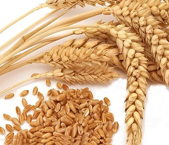 Wheat Wheat in category of grains and pulses
