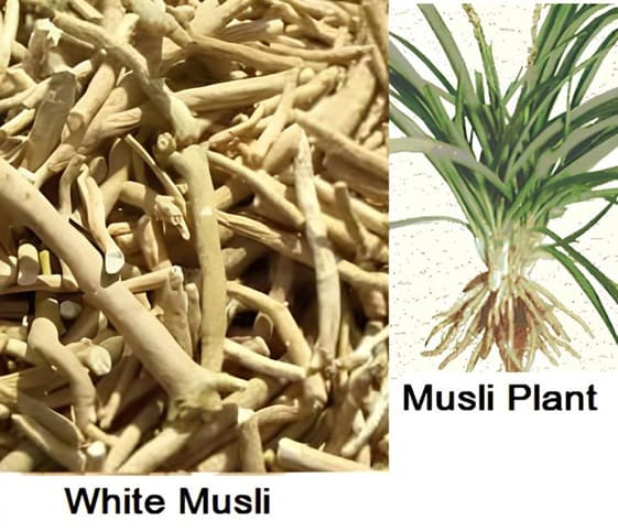 White Musli White Musli with its plant.