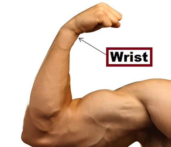 Wrist An illustration highlighting the wrist in a hand.