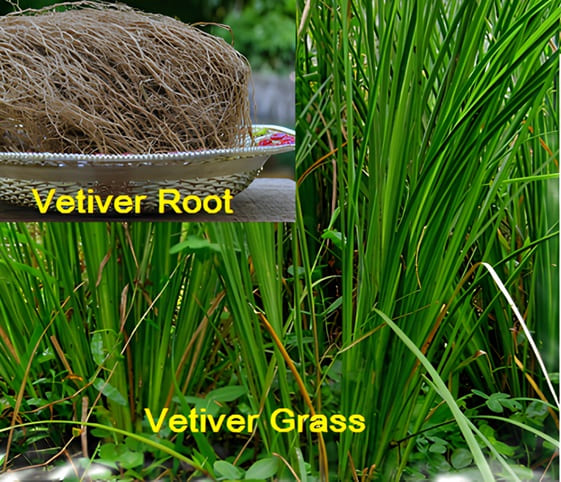 Vetiver Fresh vetiver grass on the ground alongside a bowl containing vetiver roots.